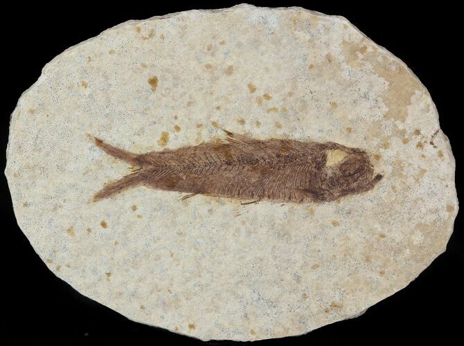 Small, Knightia Fossil Fish - Wyoming #47501
